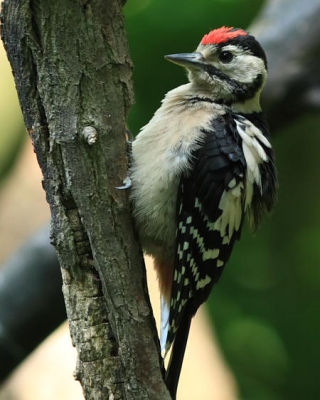 deze jonge grote bonte specht heb ik gisteren op de foto gezet.