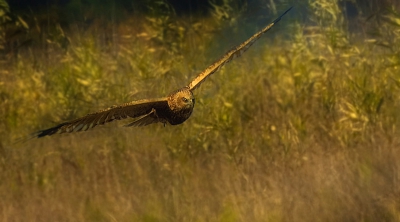 Hovering over a marsh area searching for his food using hot wind to glide.