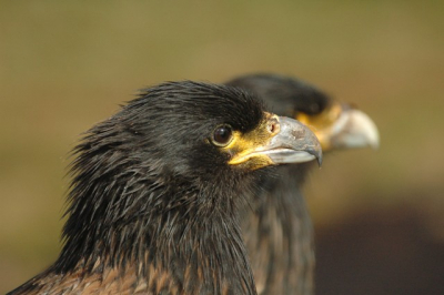 De Falklandcaracara is een van de zeldzaamste roofvogels ter wereld, hebben we ons laten vertellen.  Ze zijn echter makkelijk waar te nemen op de Falklands, en zijn goed benaderbaar.