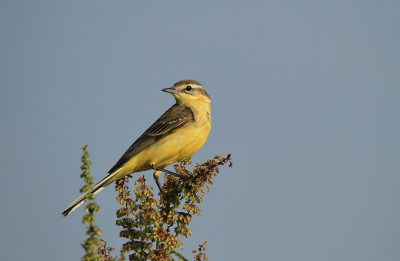 Gisteren met Eddie de hele dag buiten geweest van 05:00 tot 21:45 om naar vogeltjes te kijken. Het was lang geleden dat we mooi weer hadden. Als wij bij elkaar zijn is het vaak slecht weer. Nu wilde de vogels niet echt mee werken op deze gele kwikstaart na dan.