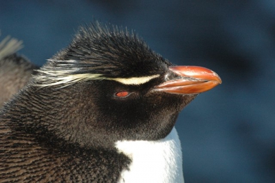 De geelkuifpingunkolonie op Sea Lion Island heeft waarlijk een unieke plek uitgekozen.  De rotsen vormen a.h.v. een amphitheater boven de beukende zee.  Hier een close-up van de soort.