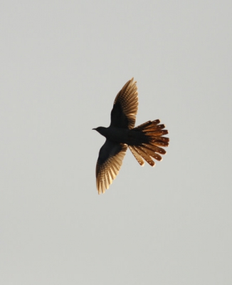 Op het pad naar kijkhut de Zeearend waren drie koekoeken druk met elkaar in de weer. Deze kwam voor de zon langs vliegen.