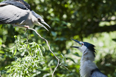 Tijden me stage bij Artis heb ik natuurlijk genoeg kansen om onze enige natuurlijke populatie kwakken te fotograferen en dat doe ik uiteraard ook. Het is wel moeilijk om fotos te maken met mooi licht omdat het nu bijna vollop zomer is.
Dit zijn twee kwakken die een beetje aan het ruzien waren en moest gelijk denken aan de fresco van Leonardo Da Vinci in het Sixtijnse Kapel.
De kwaliteit is een beetje erg achteruit gegaan door het verkleinen om binnen 150KB te blijven.