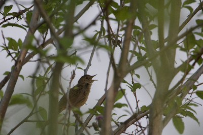 hoorde al een paar avonden deze vogel... is moeilijk te ontdekken, maar eenmaal ontdekt op de knietjes gegaan en foto's gemaakt