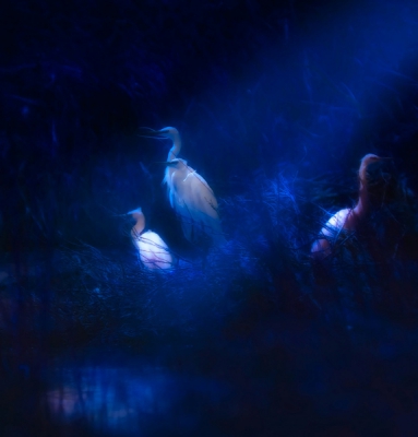 Some egrets resting and feeding in a well covered spot in the marsh.Some  manipulation in PS to underline the mood of the hour.