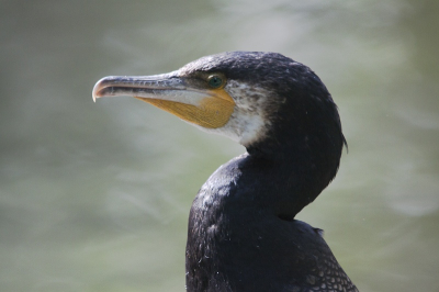 Na mijn stage heb ik altijd nog even de gelegenheid om te fotograferen in Artis. Nou zijn er heel wat aalscholvers die zich daar bevinden en broeden. Dit is dan een mooie kans om ze te bekijken en eventueel te fotograferen. Deze aalscholver bevond zich niet te ver van me en bleef rustig zitten genieten van het weer. Dit was een kans voor mij om eens een goeie portret te proberen te maken. Nou was het licht heel sterk en niet optimaal maar toch vind ik deze foto aardig gelukt :)