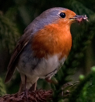 Vandaag bij mijn kleindochter in Eindhoven geweest. In de tuin was veel activiteit van vogels die hun jongen van voedsel voorzien. Deze Robin verschalkt bij de buren in een soort den.