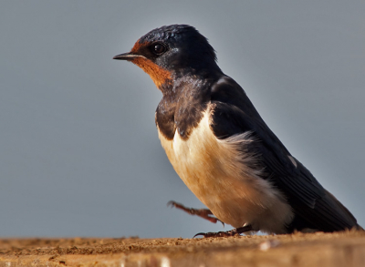 Een uurtje staan kijken bij een bruggetje naar de jonge zwaluwen die wachten tot ze gevoerd worden. Helaas zaten de jongen te ver voor mijn lens, maar een wat oudere zwaluw kwam vlakbij zitten. Het zonnetje van 8 uur 's avonds kwam net door, dus mooi moment om wat foto's te maken van deze zwaluw.