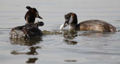 We vaarde in een bootje. Toen we deze futen zagen. Vader/moeder kwam boven met een visje. Vader/moeder had de jongen op zijn/haar rug. De jongen vlogen gelijk in het water.