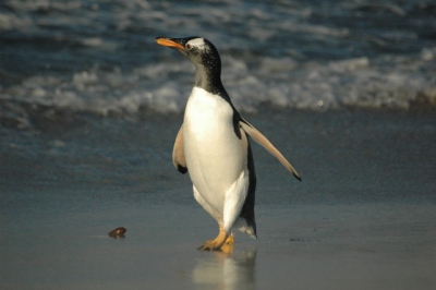 Deze heeft het strand bereikt.  Wat later echter zagen we een soortgenoot opgepeuzeld worden door een zeeleeuw, net voor de arme pingun het strand bereikte.