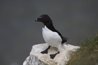 Genomen aan de oostkust van Engeland in het vogelreservaat vlakbij Bempton. Je ziet hier heel veel Alk, Zeekoet en Jan van Gent en ook Papagaaiduikers langs de kust vliegen.