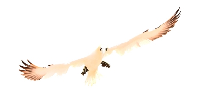 Na een lange afwezigheid op birdpix ook maar weer eens een foto van mijn kant. 

Afgelopen dagen op helgoland geweest.
Geen standaardplaat van mijn kant, maar een high key plaat. 
Weet niet of dit in de smaak valt....