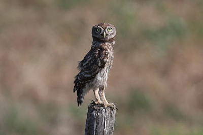 At Axios Delta, North Greece , can be many of them observed. This one was so curious to see something more and extend its body.
So I think it not any more a "Little Owl" but a "Long Owl"!