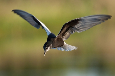 Once again I visited these beautiful terns and this time I finally captured White-Winged Black Tern with better background :)