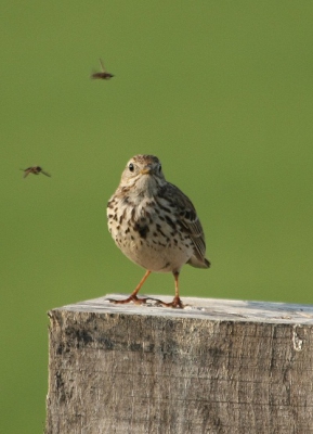 Heerlijk om deze Graspieper overal in de polders van Arkemheem tegen te komen. Deze zat dan weer zingend dan weer jagen op het bekende paaltje van het boerentoegangshek..