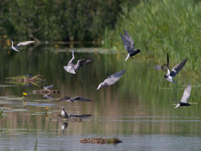 Kolonie, gelegen in een mooi toegankelijk natuurgebiedje vlak naast een dorpje in Zuid-Holland