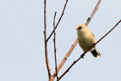 Tijdens een wandeling door de Oostvaardersplassen hoorde ik het geluid van baardmannetjes. Ik heb er drie gezien. Gelukkig waren ze niet al te ver weg waardoor ik deze op de foto kon krijgen.

De kenmerkende zwarte bakkebaarden zie je alleen bij mannetjes. Dit is een "baardvrouwtje".