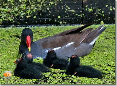 Waterhoen met haar kroost tussen de eendenkroos. Nest van zes jongen die in een waterpartij in Nuenen proberen volwassen te worden.