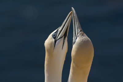 Begroetingsritueel. De opname is gemaakt op een reis met Birdpix naar Helgoland
