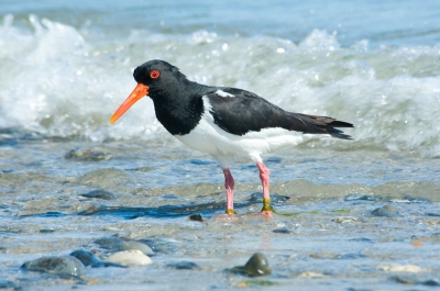 Deze scholekster had drie jongen. De scholekster was aan het foerageren aan de rand van de zee. Het was prachtig om te zien. Iedere keer rende een ouder met wat lekkers naar een jong.