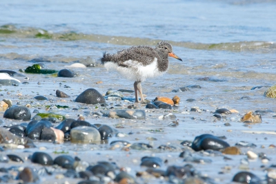 En van drie jongen van en scholekster aan het strand van Helgoland. Ze waren lekker aan het foerageren. Af en toe moest hij even oppassen voor de golven.