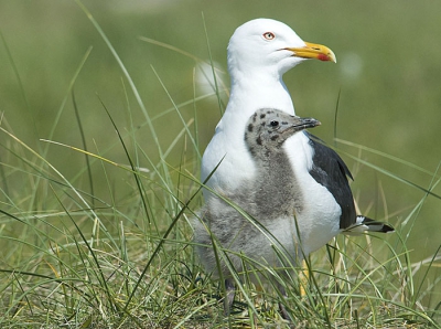 Dit jong zat bij zijn ouder op een nest langs het pad. De zilvermeeuwen zijn op Dune niet zo schuw voor mensen als in Nederland.