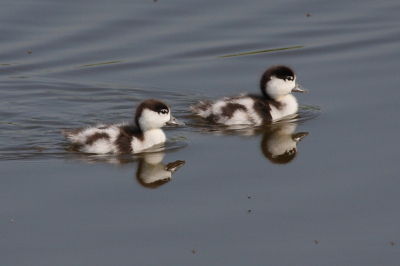 Axios delta is a breeding region for Shelducks. Now is time for juvenile shelducks. They are wonderfull!