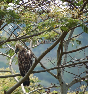 Wat een tijd, bij een herintroductie project van de philippine Eagle Foundation mocht ik twee weken meehelpen met monitoren in het mt kitanglad range. Een unieke en schitterende ervaring, vooral toen deze arend ineens erg dichtbij kwam zitten. Geweldig! Verder weet ik niet of deze fotos worden toegestaan aangezien er sprake is van telemetrie...