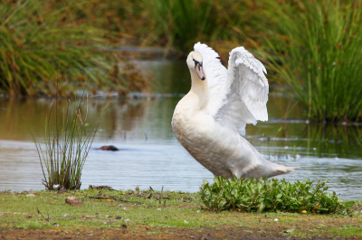 Deze knobbelzwaan was rek en strek oefeningen aan het doen. Groene Jonker is een mooi natuurgebied met veel (water)vogels.