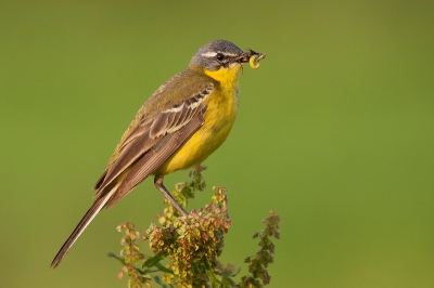 The Blue-headed Wagtail with food in its bill was sitting on one plant in green.