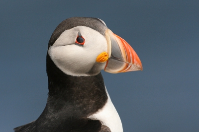 portretje van een papegaaiduiker op de Farne eilanden