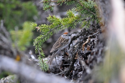 En van mijn allereeste foto's als beginnend vogelfotograaf. Onlangs genomen tijdens een wandeling.