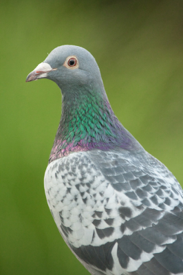 Even dacht ik dat het een van de houtduiven uit onze boom was. We hebben namelijk een Houtduiven nest in de boom. 
Na bevestiging van MartijnH is het toch een Stadsduif.
Hij viel mij op omdat hij telkens boven de sloot voor onze tuin fladderde. Ik vroeg mij af wat hij deed en pakte de camera en sloop naar de steiger. Hij landde op de steiger bij de buren en probeerde bij het water te komen. Het was duidelijk, hij wilde wat drinken. 
De duif probeerde nog biddend boven het water een slok te kunnen nemen, maar dat lukte niet.
Na 5 pogingen heeft hij zich met gebruikelijke lompheid in het water gevlogen, zich voldaan met een paar slokken water en is vervolgens uit het water gevlogen.
De natte stadsduif landde op het hekje wat de steiger van mijn buren scheidt van onze steiger. 
De groene achtergrond is de tuin van 2 huizen verder op.