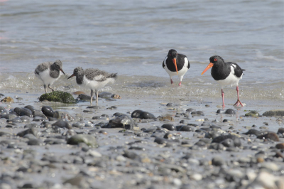 Familie scholekster is een dagje naar het strand op Dune. Happy family