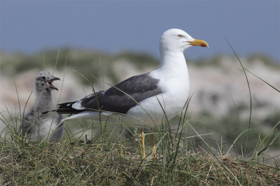Aan de rand van een kolonie kleine mantelmeeuwen, aan de rand van het strand op Dune stonden deze twee op wacht