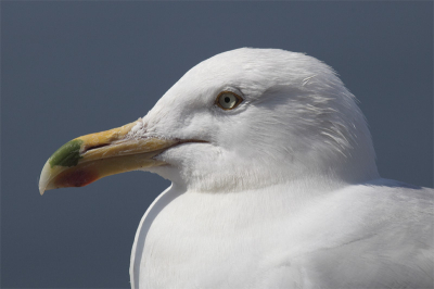 Alleen op een bankje bij de vogelrotsen lande vlak bij mij (c.a. 2 mtr) een zilvermeeuw. Naast de kenmerkende rode vlek op de onderste snavel had deze meeuw ook een groene vlek op de bovensnavel. Gelijk denk ik aan een bijzonderheid. Mijn reisgenoten weten ook niet wat hier aan de hand zou kunnen zijn. Echter de vogelbescherming (die ik heb geraadpleegd) helpt me uit mijn droom. Waarschijnlijk is deze meeuw bezig geweest met een blik groene verf waarvan een spat op zijn snavel terecht is gekomen.
