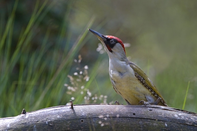 Een erg mooie middag gehad met wat verschillende soorten voor de lens. Deze kwam voor mij totaal onverwachts en liet zich even rustig fotograferen.
Geweldig mooi om mee te maken.