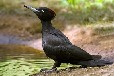 Op de grond lijkt deze vogel zo mogelijk nog groter!
We een belevenis om hem zo dicht bij te kunnen fotograferen.