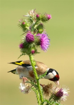 Putter op distel, bijnaam distelvink erg toepasselijk.
Uit de hand gefotografeerd.  Stond redelijk dichbij bij onderwerp.