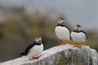 Deze papegaaiduikers heb ik op het Staple island gefotografeerd.