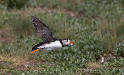 Het is ongeloofelijk welke snelheid deze vogels met hun korte vleugeltjes kunen halen.