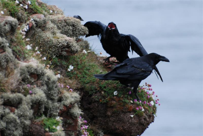 De klifs bij Dunnet Head waar hoofdzakelijk (op dat moment) meeuwen broeden zaten deze twee raven te ruzin.