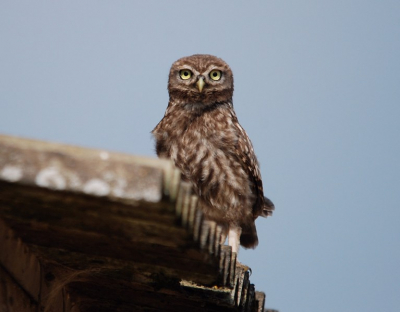 eindelijk eens 1 goed voor de lens. na verloop van tijd werd het ook voor deze uil te warm en vloog hij/zij de schuur in.
