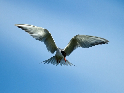 Een visdief boven een sloot in waterland. De visdief bleef redelijk lang hangen waardoor ik meerder fotoos kon nemen. Deze leek me wel leuk... en scherp!