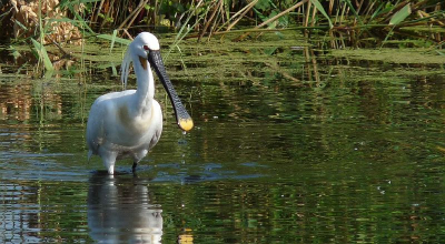 In de polder van Hitland komen een paar lepelaars voor. Deze staat met zijn snavel in het ondiepe water wat eten bij elkaar te scharrelen.
