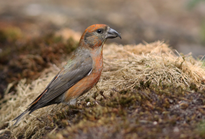 Maar ja zo'n jonge man is natuurlijk ook best mooi. En dat oranje is natuurlijk best toepasselijk op de dag dat Nederland wereldkampioen wordt.