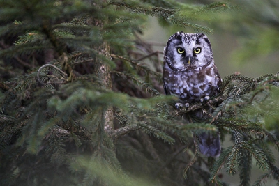 I finished my last control round of nestboxes and natural holes yesterday and I can confirm that, to my knowledge, for the first time since 20 years that I am monitoring Tengmalm's Owl there was no known successfull breeding this year in Belgium (just an early abandonned clutch of 3 eggs).  So, no picture this year but here one of 2 years ago...