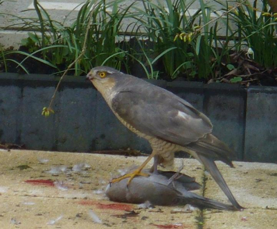 Sperwer kwam aangevlogen met turkse tortel. At deze gedeeltelijk op en vloog later weer weg met turkse tortel vanwege een kat. Foto is genomen in achtertuin van 6-8 meter diep.