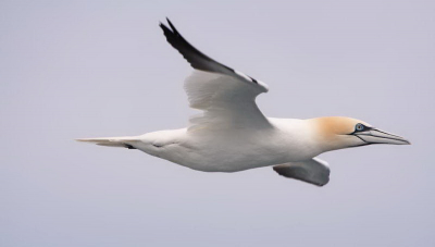 Na een verregende vakantie naar Shetland 2 jaar geleden, dit jaar opnieuw naar Shetland. 's Ochtends werden we binnengehaald door vele Noordse stormvogels en de nodige Jan-van-Genten, zoals deze.