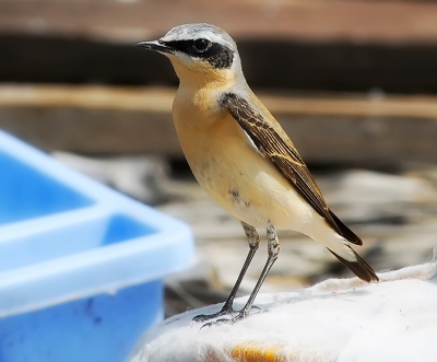 A bird that travels really a great distance during migration.A small stop so i can take a picture here.